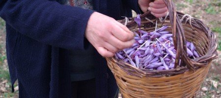 Come coltivare zafferano