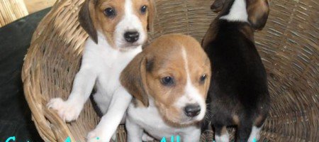 Come aprire un allevamento di cani